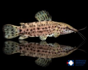 Hoplosternum thoracatum