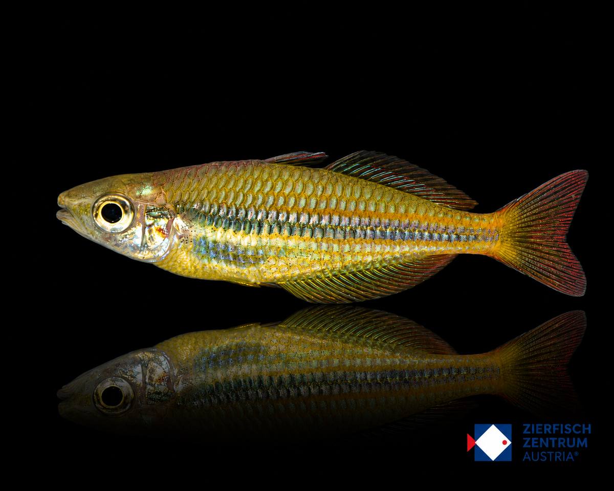 Melanotaenia herbertaxelrodi