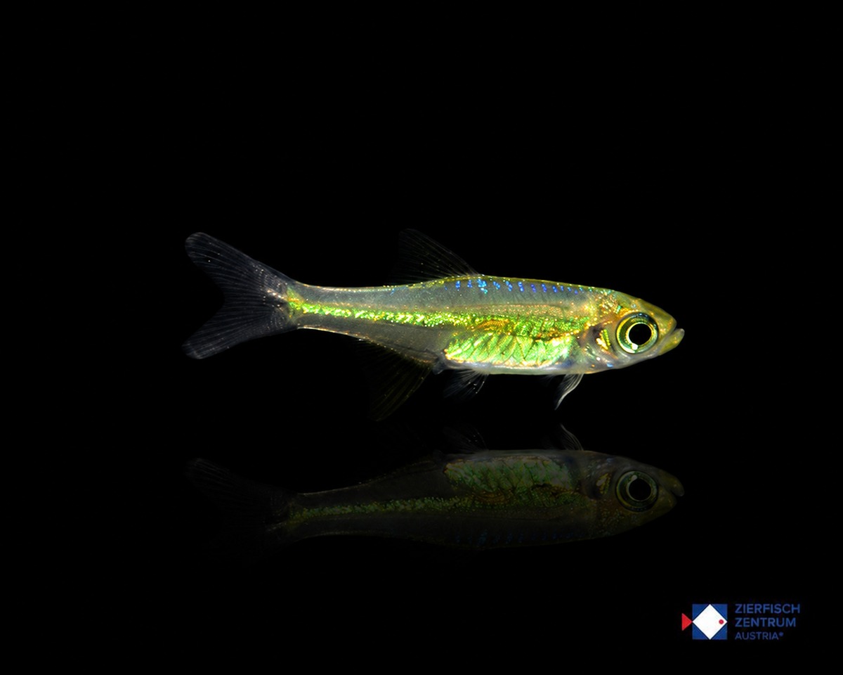 Microdevario kubotai