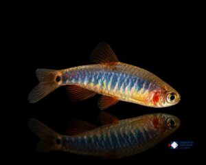 Danio erythromicron