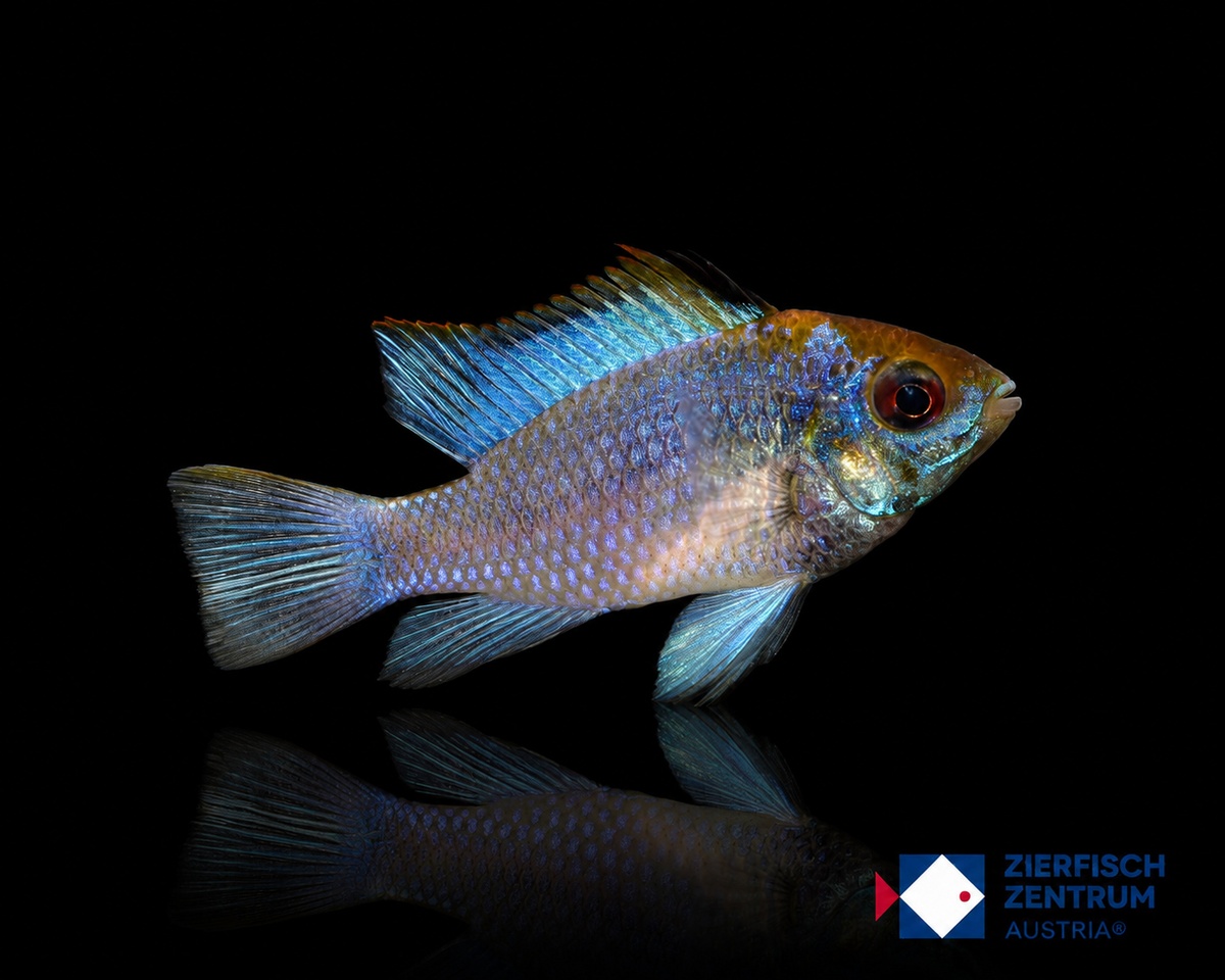 Mikrogeophagus ramirezi Electric blue