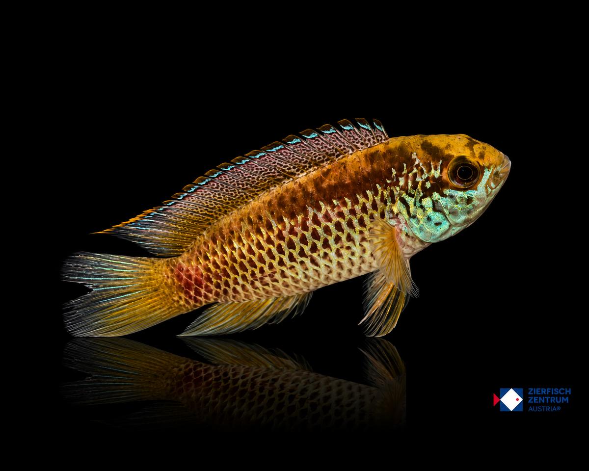 Nannacara anomala