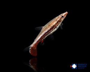 Nannostomus eques