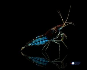 Neocaridina davidi Blue Velvet