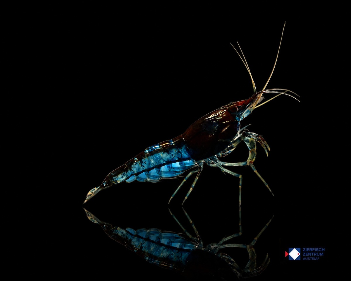 Neocaridina davidi Blue Velvet