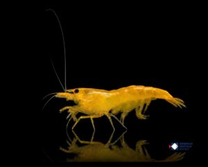 Neocaridina davidi Orange Fire