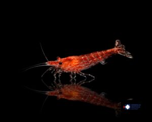 Neocaridina davidi Red Fire