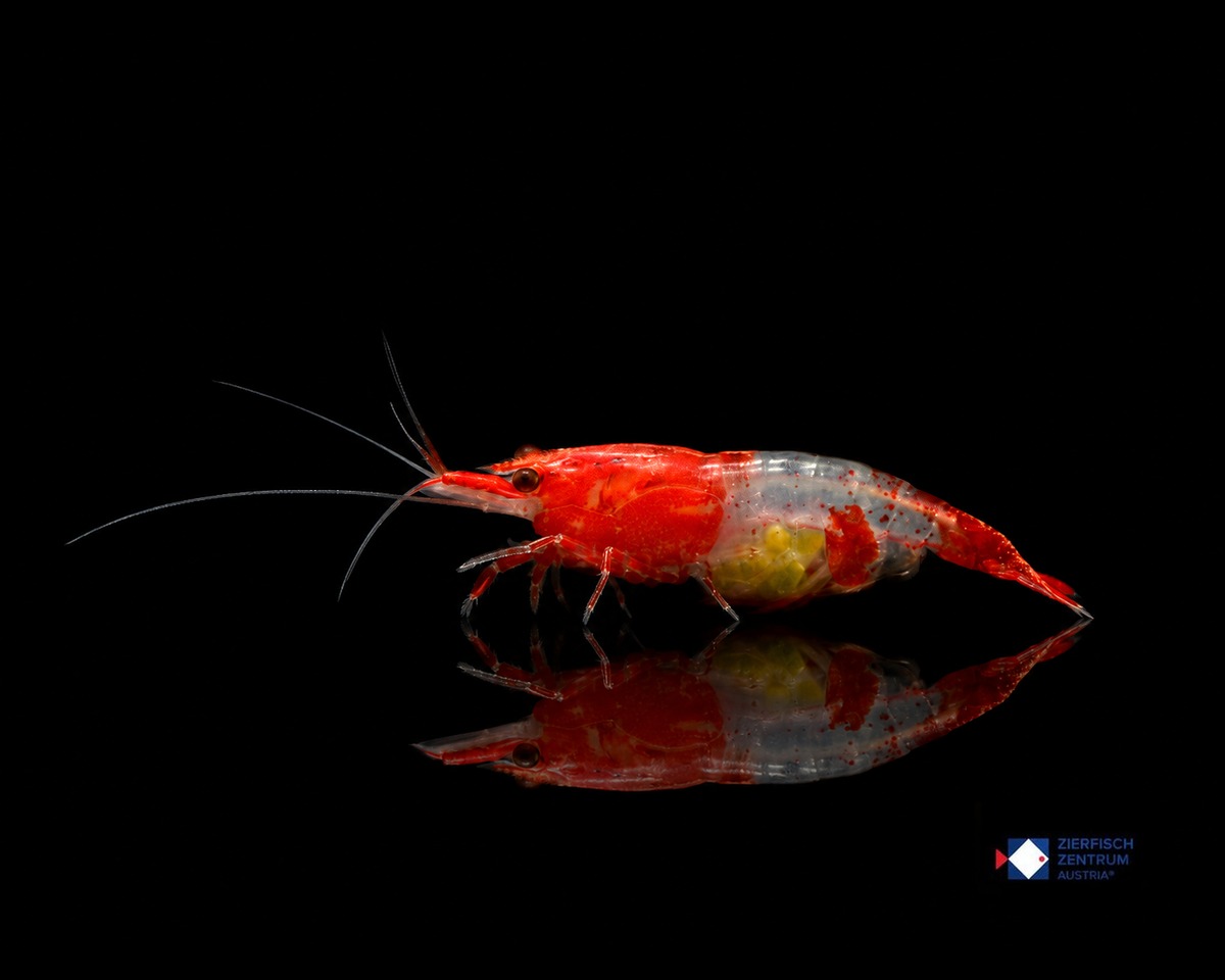 Neocaridina davidi Red Rili