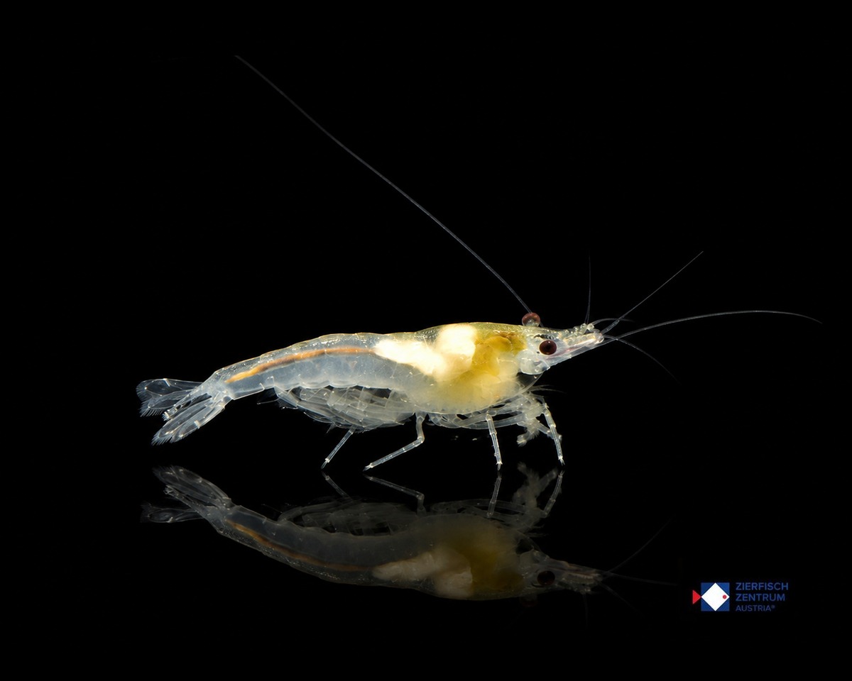 Neocaridina davidi White Pearl