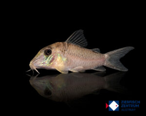 Corydoras sp. CW201
