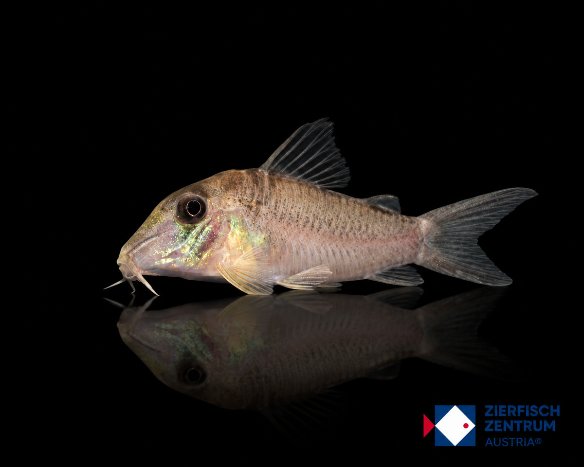 Corydoras sp. CW201