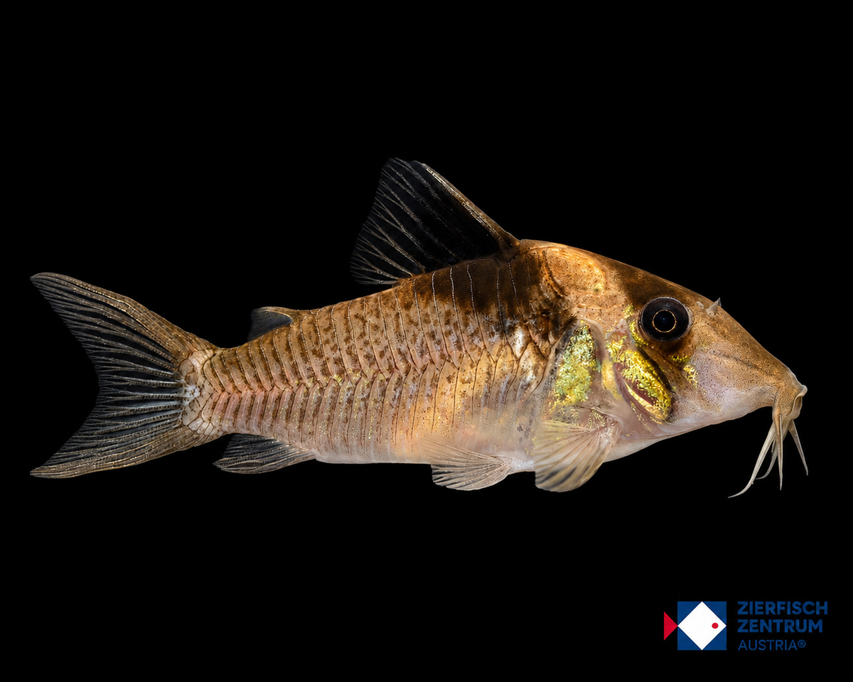 Corydoras sp. CW221