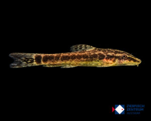 Hisonotus iota