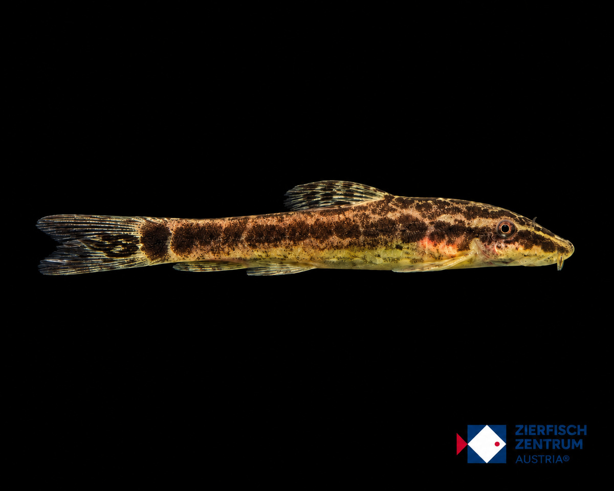 Hisonotus iota