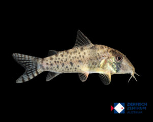 Corydoras orcesi