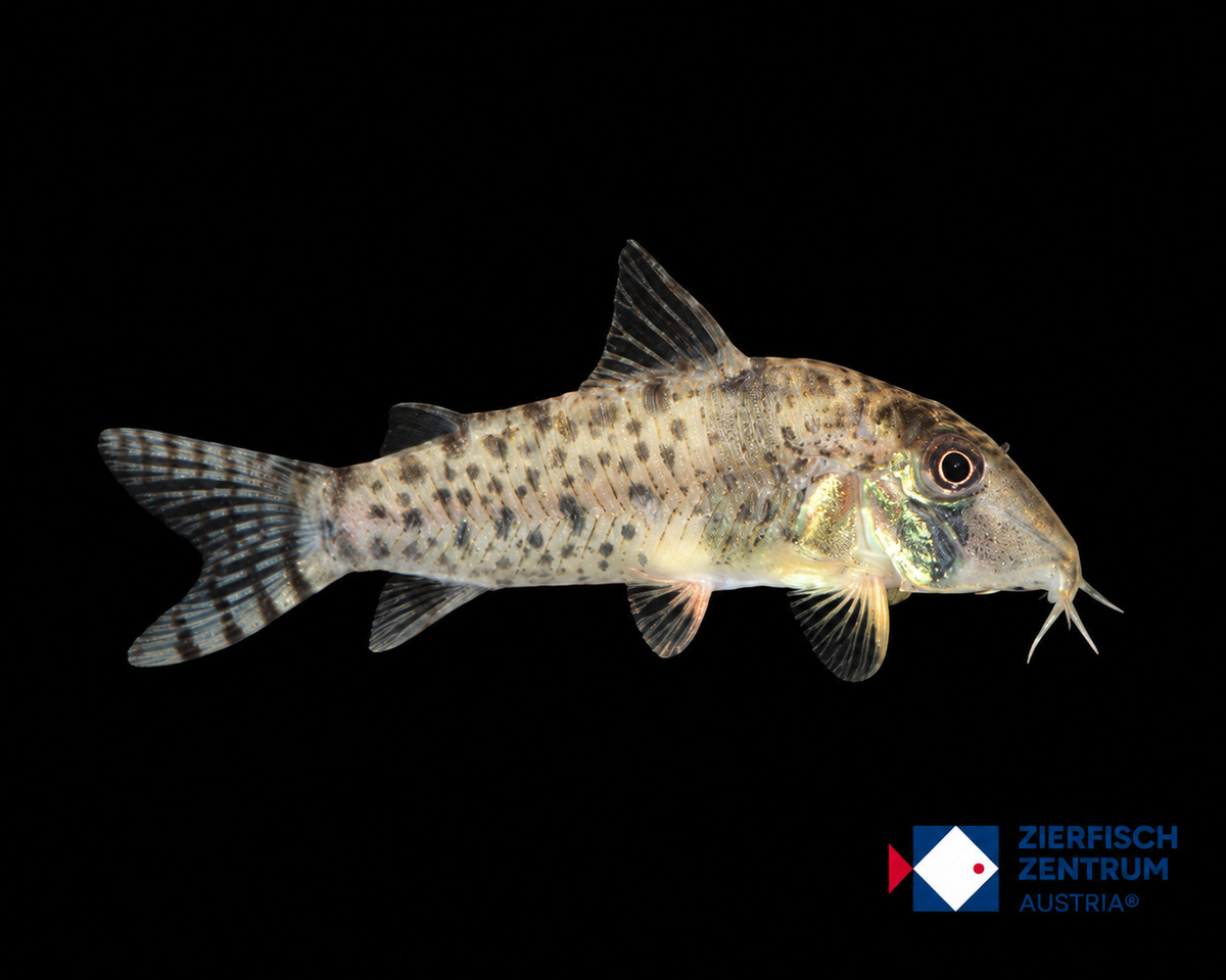 Corydoras orcesi