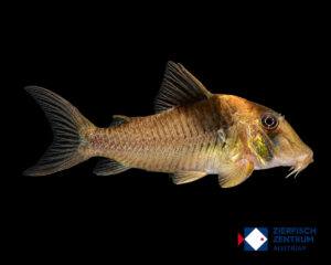 Corydoras sp. C29