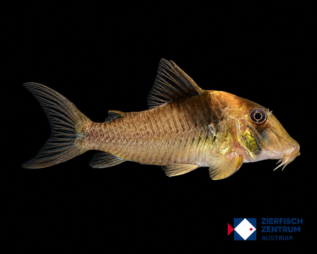 Corydoras sp. C29