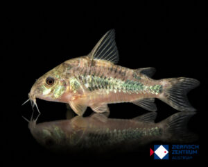 Hoplisoma longipinne