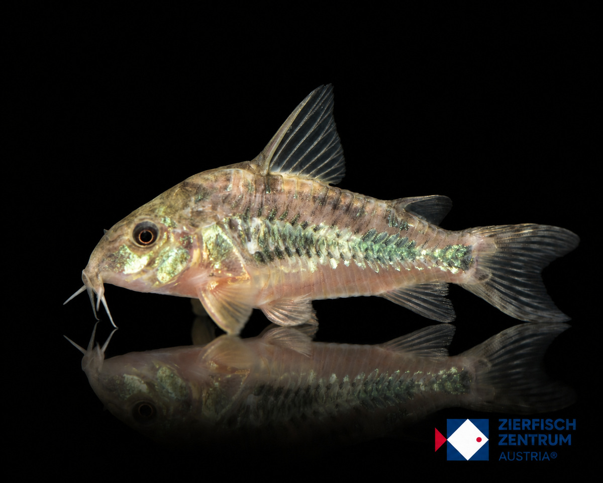 Hoplisoma longipinne