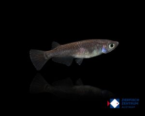 Oryzias latipes Medaka black