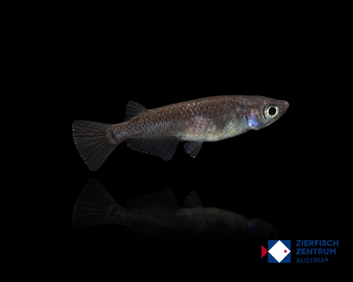 Oryzias latipes Medaka black