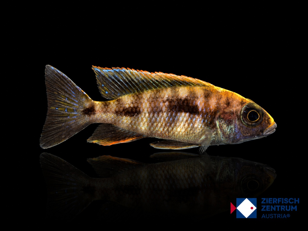 Otopharynx lithobates Red Dorsal