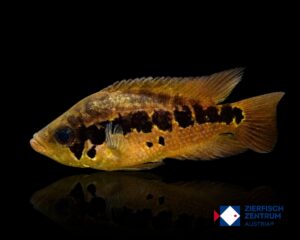 Parachromis cf. motaquensis