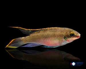 Pelvicachromis pulcher