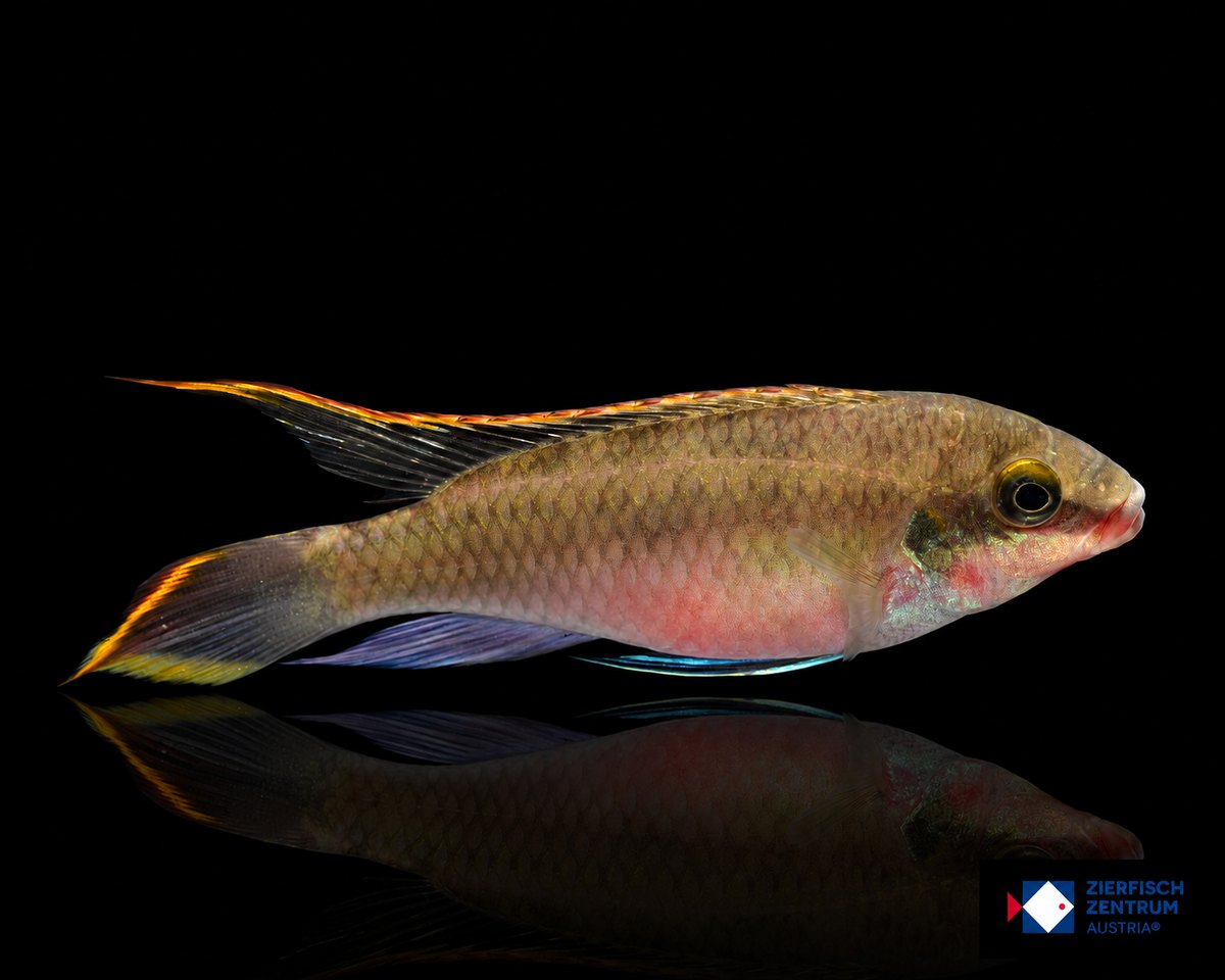 Pelvicachromis pulcher