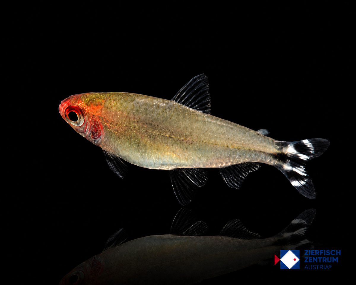 Hemigrammus bleheri