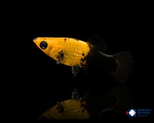 Poecilia sphenops Gold Dust / Half Black