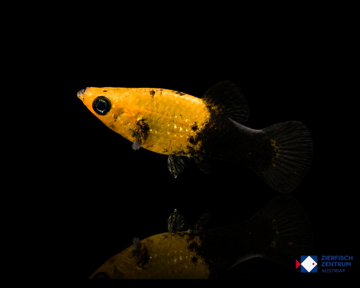 Poecilia sphenops Gold Dust / Half Black