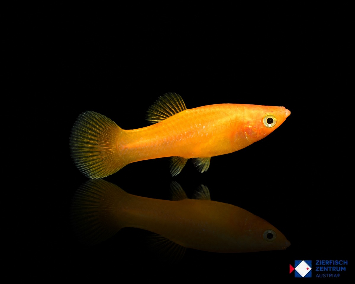 Poecilia sphenops gold dust