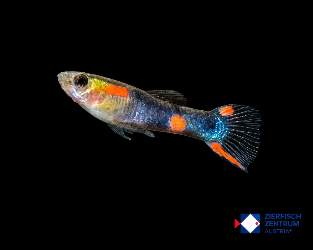 Poecilia wingei Black Flame