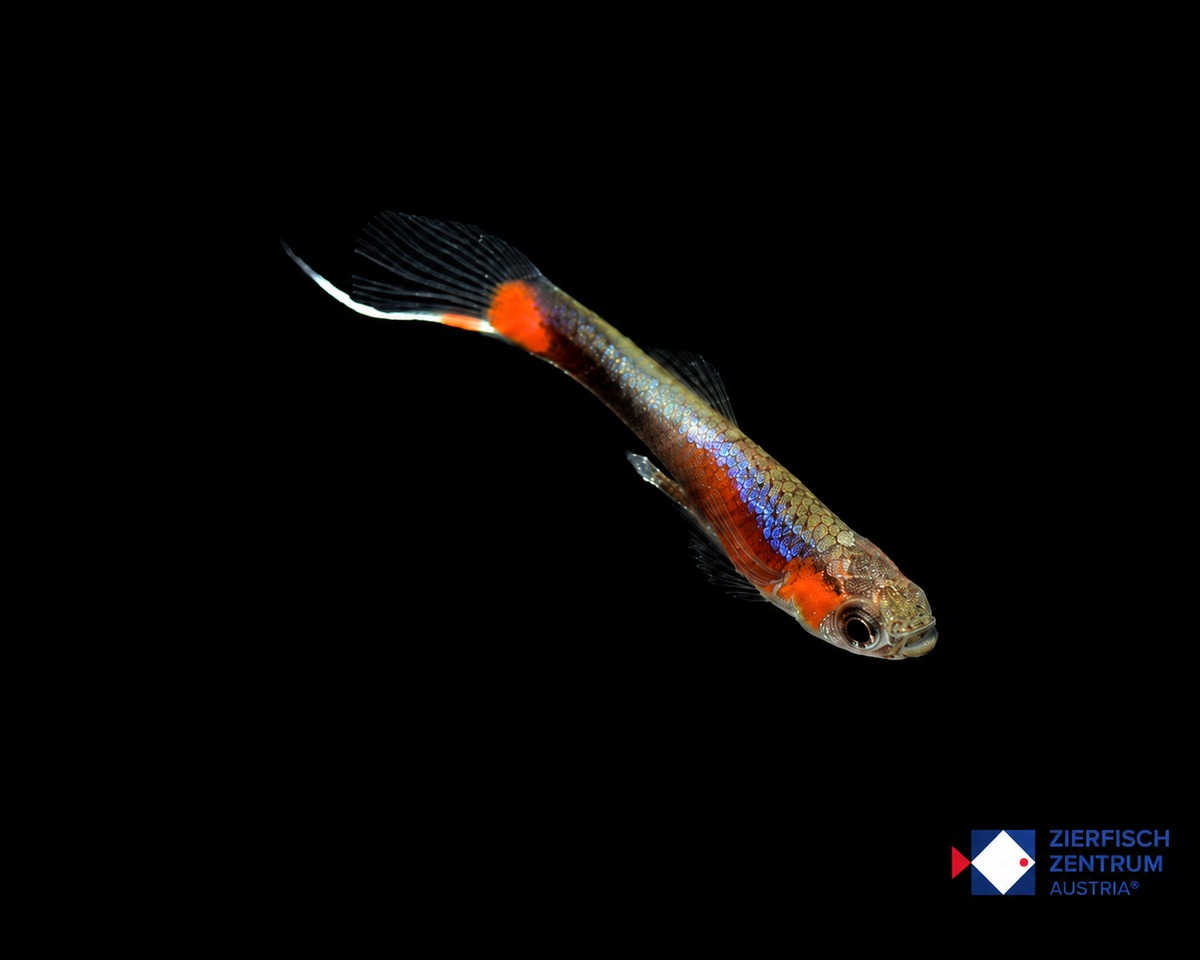 Poecilia wingei Blue Star