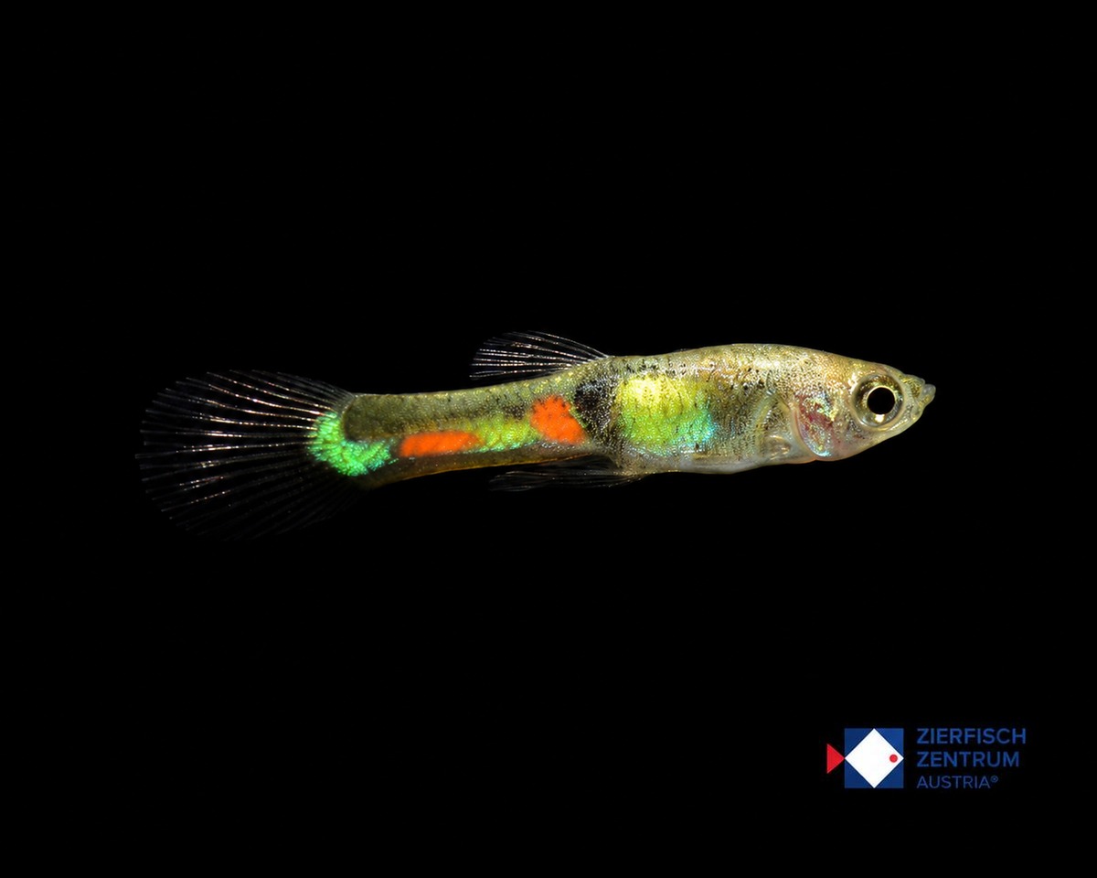 Poecilia wingei el tigre