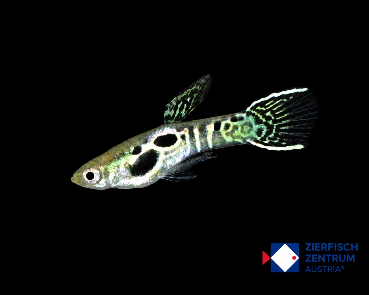 Poecilia wingei Leopard