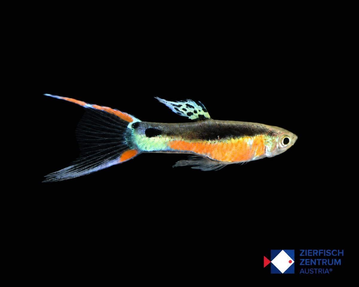 Poecilia wingei Santa Maria