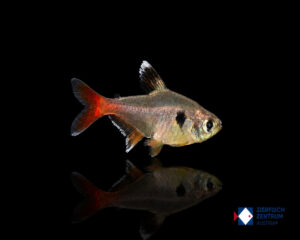 hyphessobrycon roseus