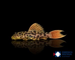 Pseudacanthicus cf. leopardus L-600 Super Red