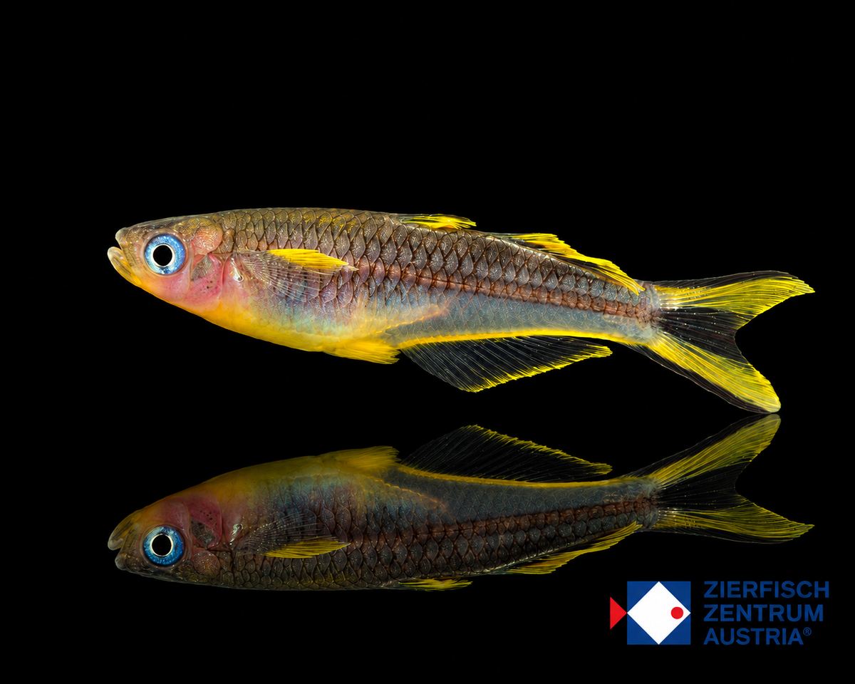 Pseudomugil furcatus