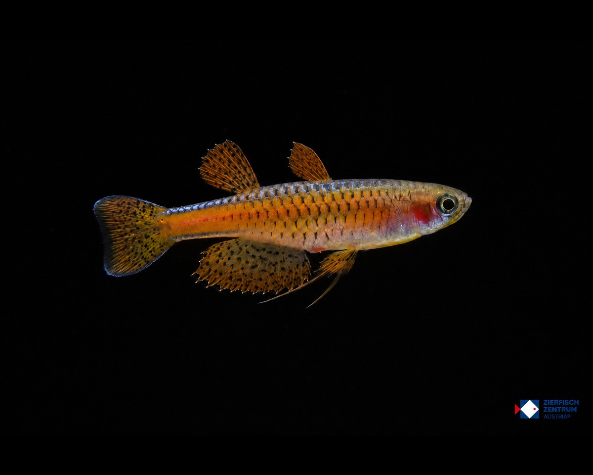 Pseudomugil luminatus