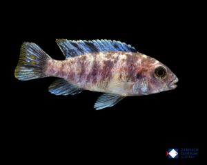 Pseudotropheus zebra masinje melob blue ob