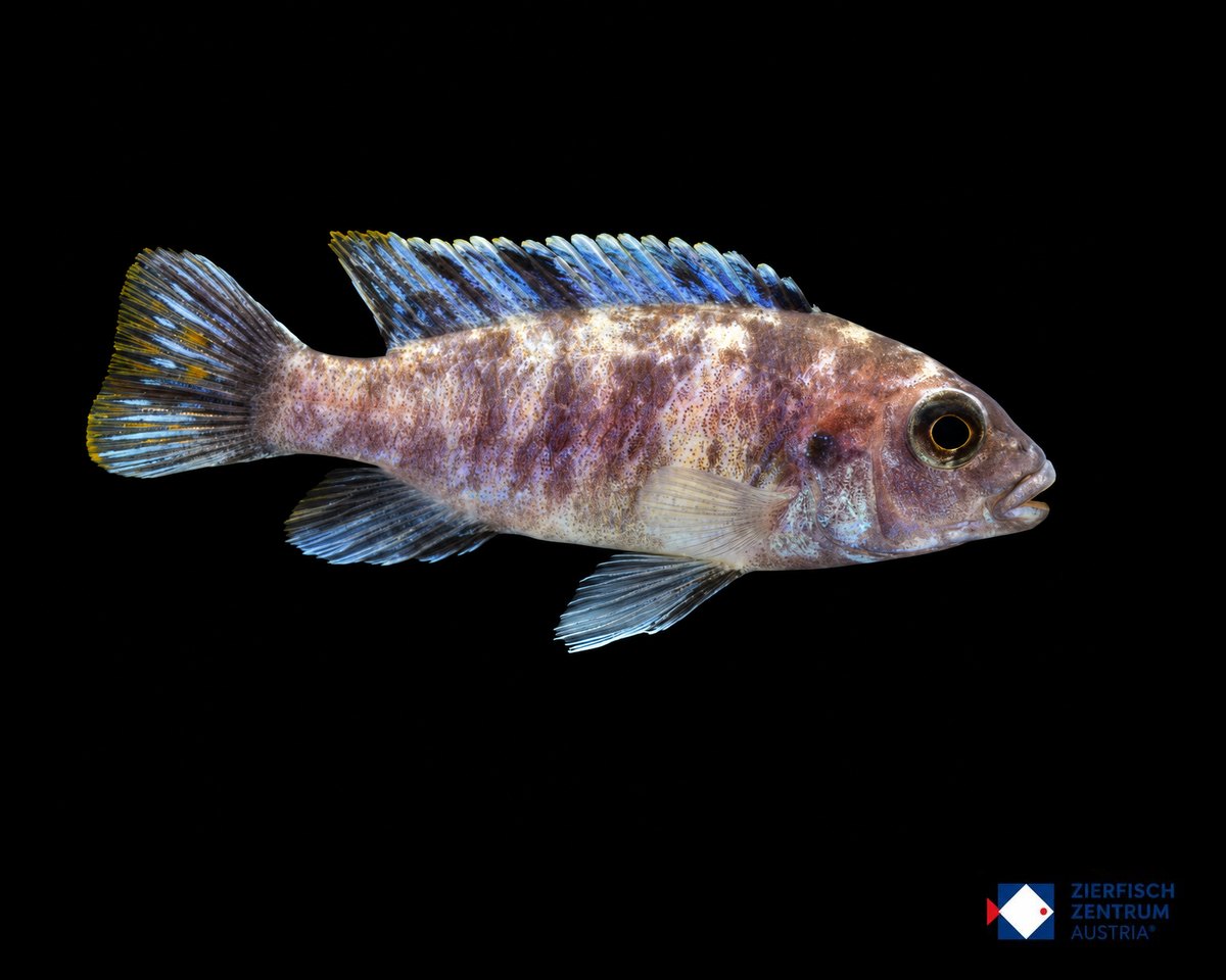 Pseudotropheus zebra masinje melob blue ob