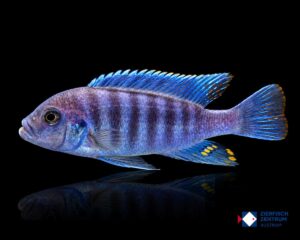 Maylandia estherae Rot-Blau