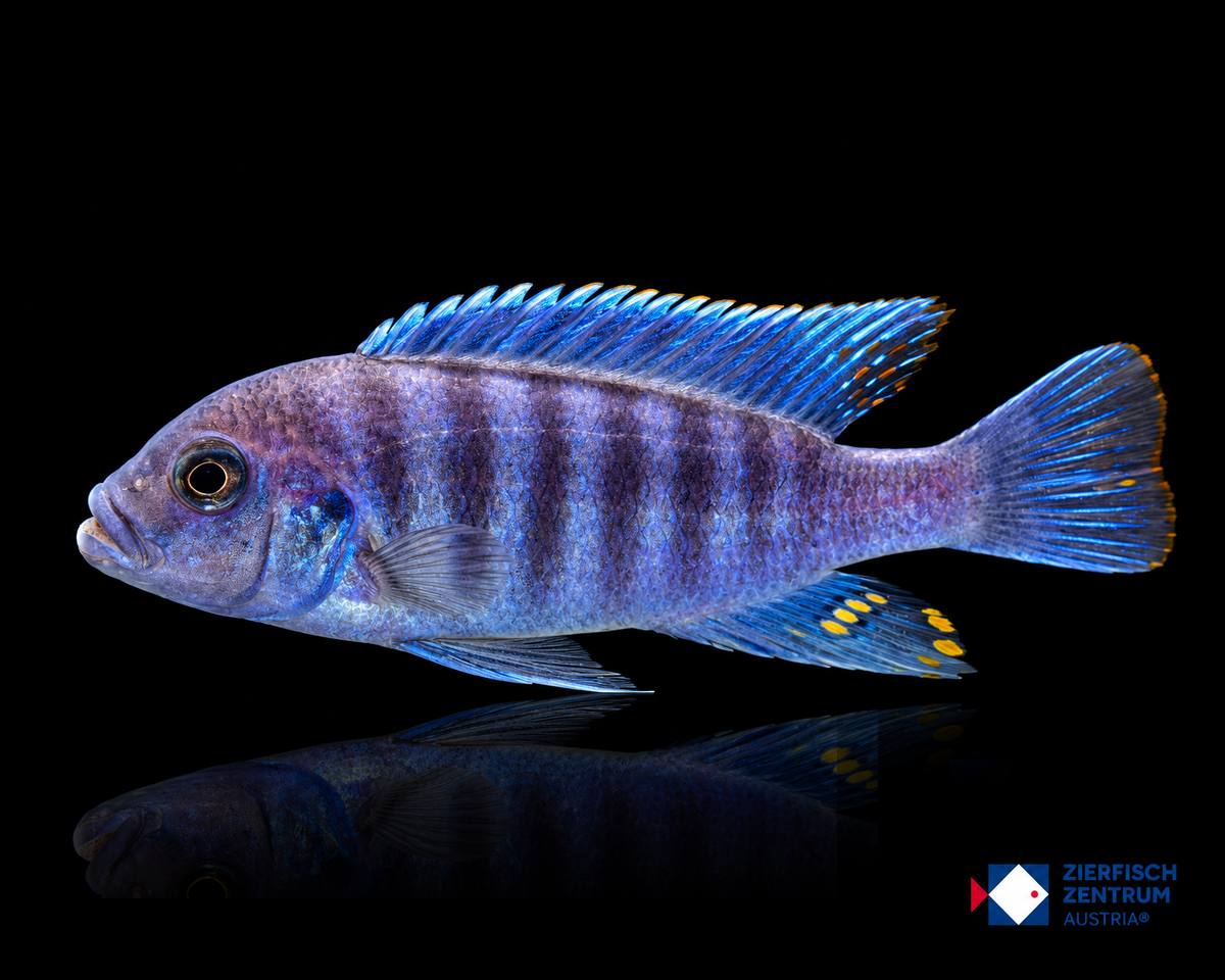 Maylandia estherae Rot-Blau