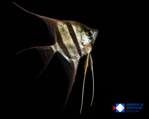 Pterophyllum altum Rio Orinoko