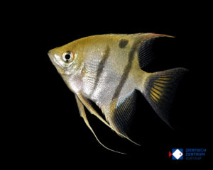 Pterophyllum leopoldi
