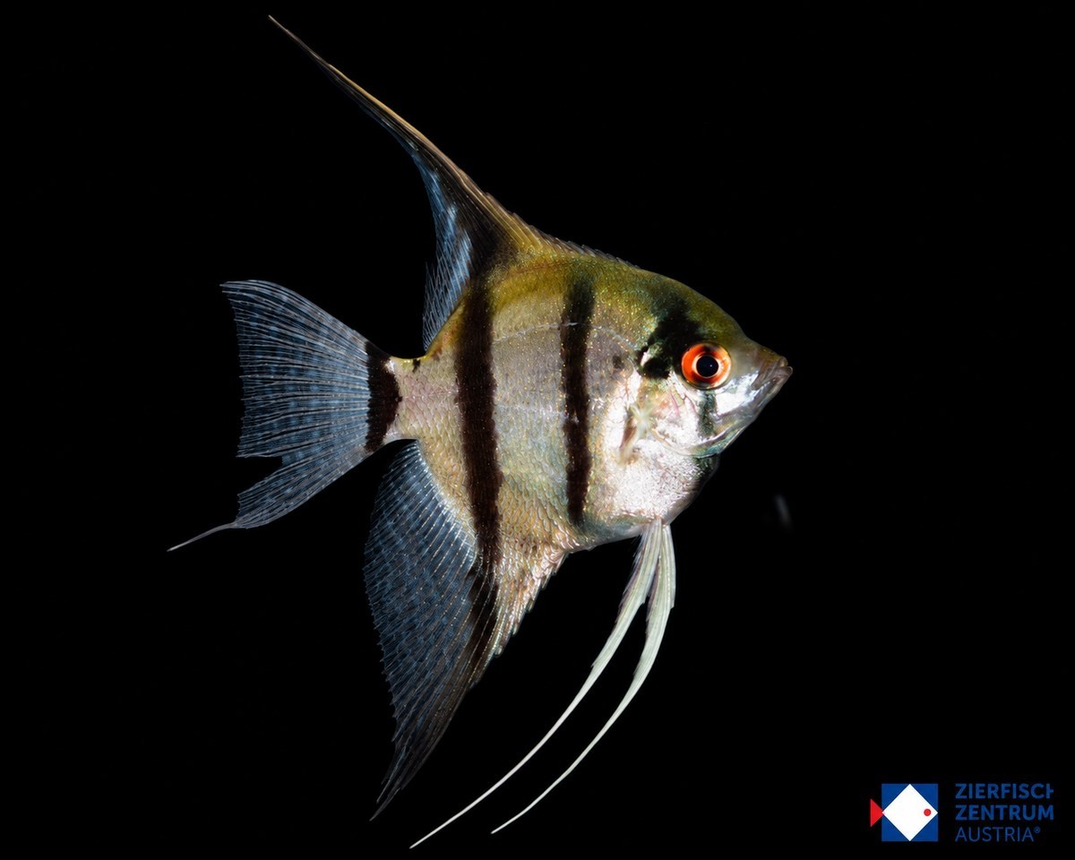 Pterophyllum scalare Rio Negro